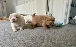 Shar Pei dogs for sale: Top quality bear coat sharpei  - Image 28