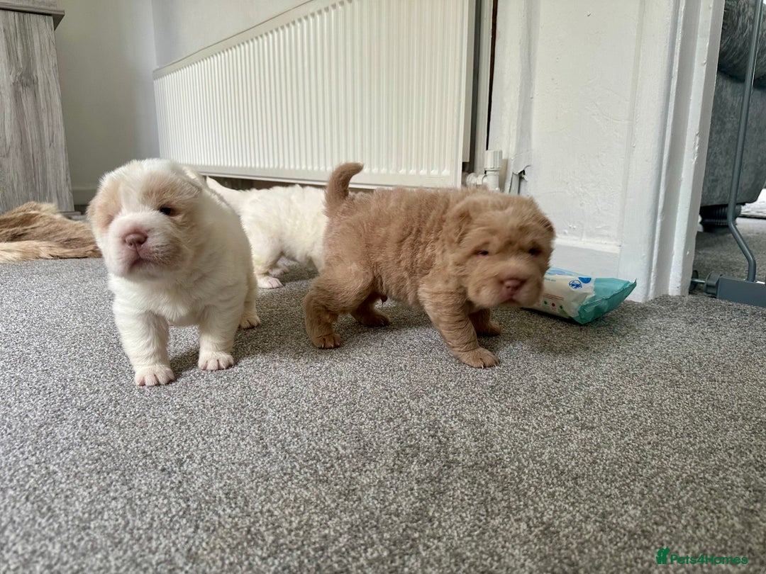 Shar Pei dogs for sale: Top quality bear coat sharpei  - Image 28