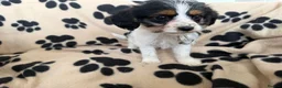 Mixed Breed dogs for sale: Beautiful Jackaliers - Advert 3