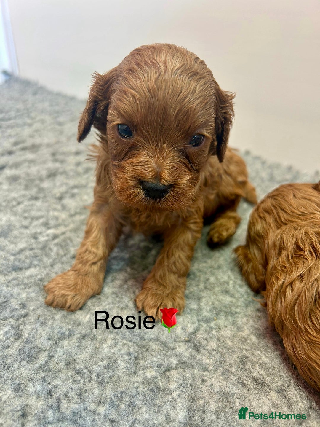 Cavapoo dogs for sale: F1 CAVAPOO BABIES 5🌟LICENSED BREEDER  - Image 8