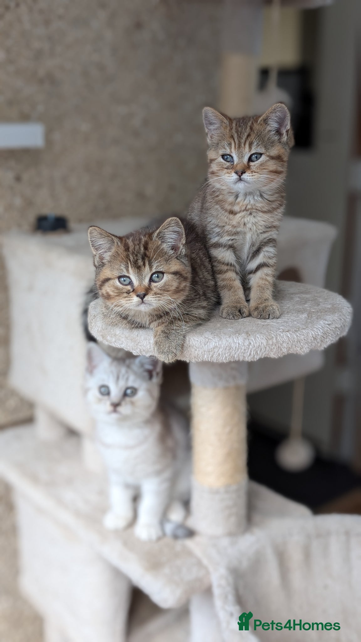 Mixed Breed cats for sale: Stunning TeddyBear Persian Chinchilla x BSH girls  - Advert 7