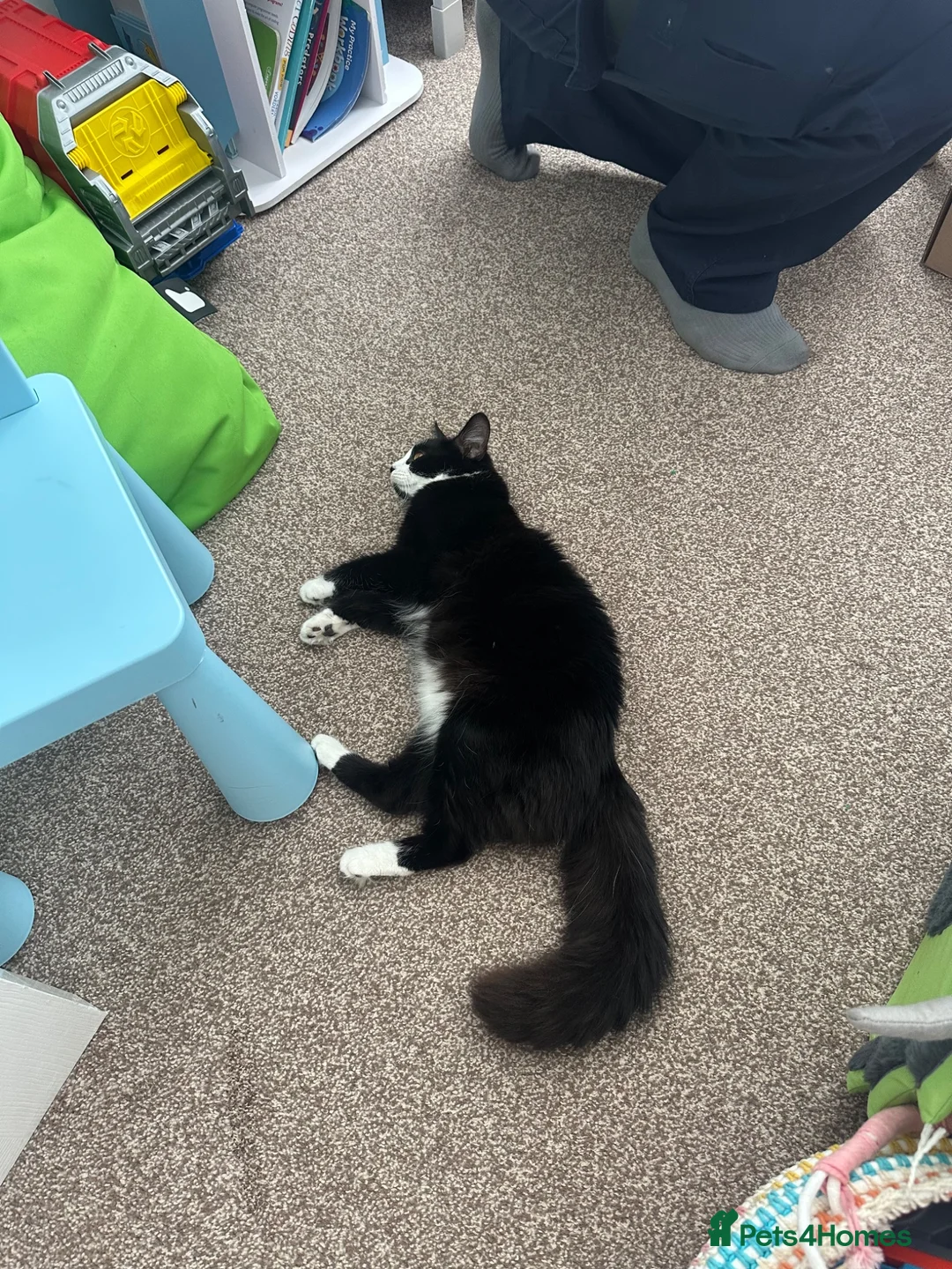 Mixed Breed cats for sale: Kitten  in Rugby - Advert 1