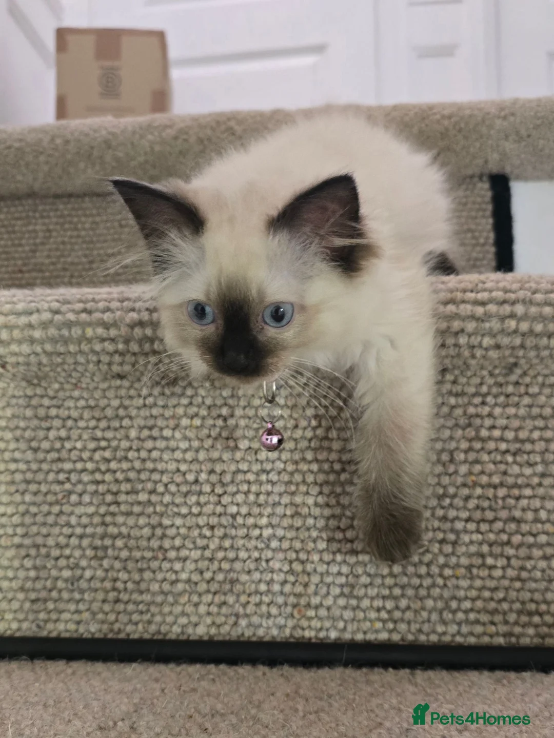 Ragdoll cats for sale: Adorable Pedigree Ragdoll kittens in Sittingbourne - Advert 2