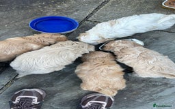 Cavachon dogs for sale:  🐾 Cavapoochon Puppies! 🐾 - Image 10