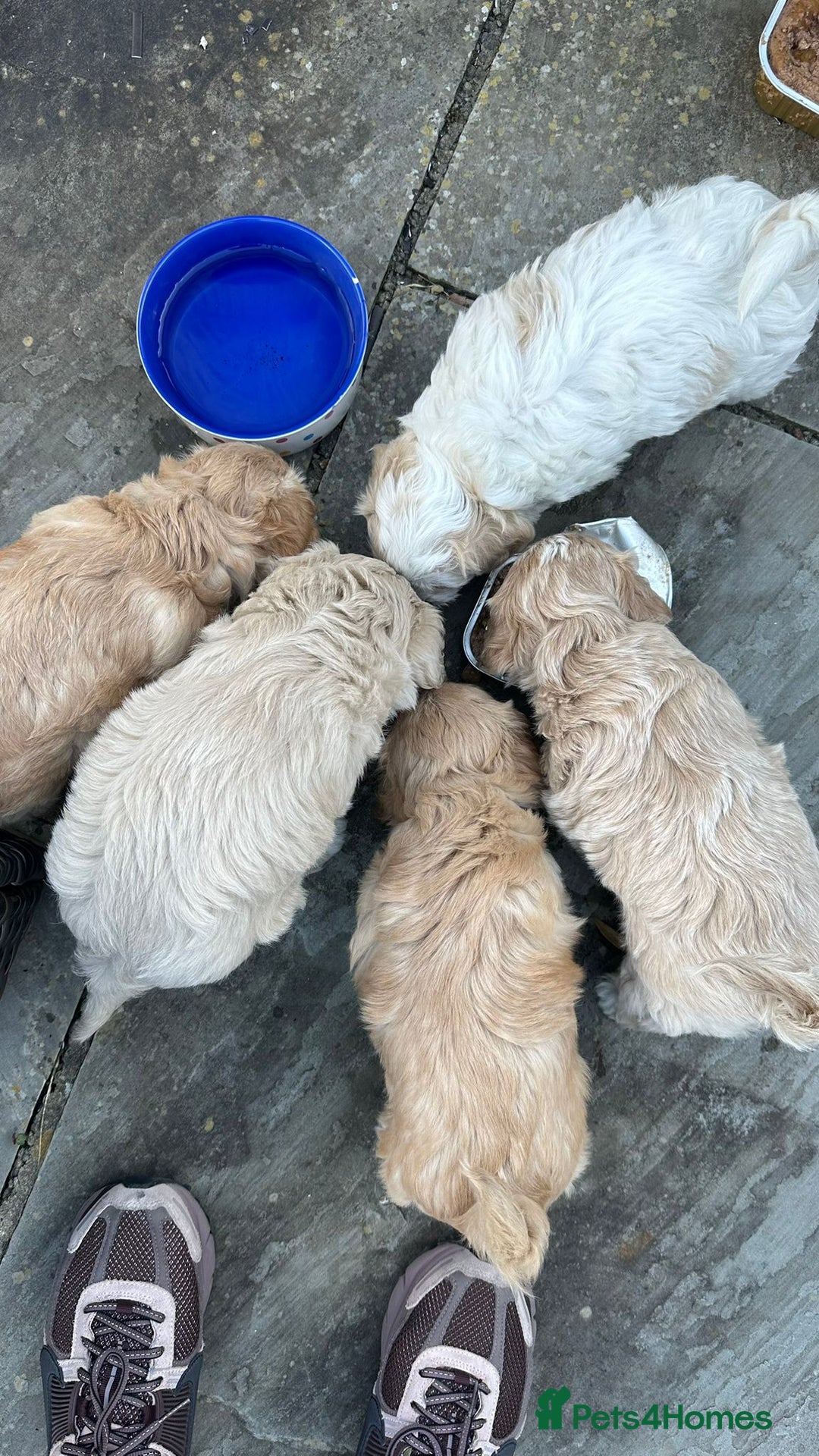 Cavachon dogs for sale:  🐾 Cavapoochon Puppies! 🐾 - Image 10