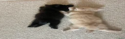 Mixed Breed cats for sale: Adorable half Siberian kittens  - Advert 11