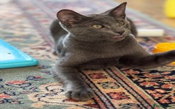 Oriental cats for sale: Ready now! Oriental shorthair kittens mix - Image 12
