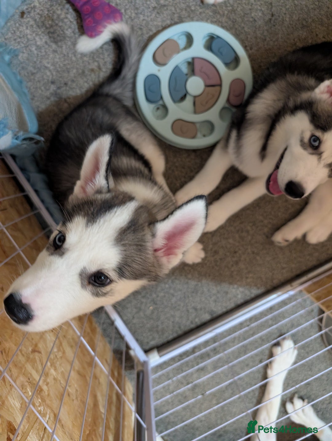 Siberian Husky dogs for sale: Husky  - Advert 11