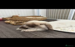 Mini Lop rabbits for sale: Mini lop buck for rehoming  - Image 3