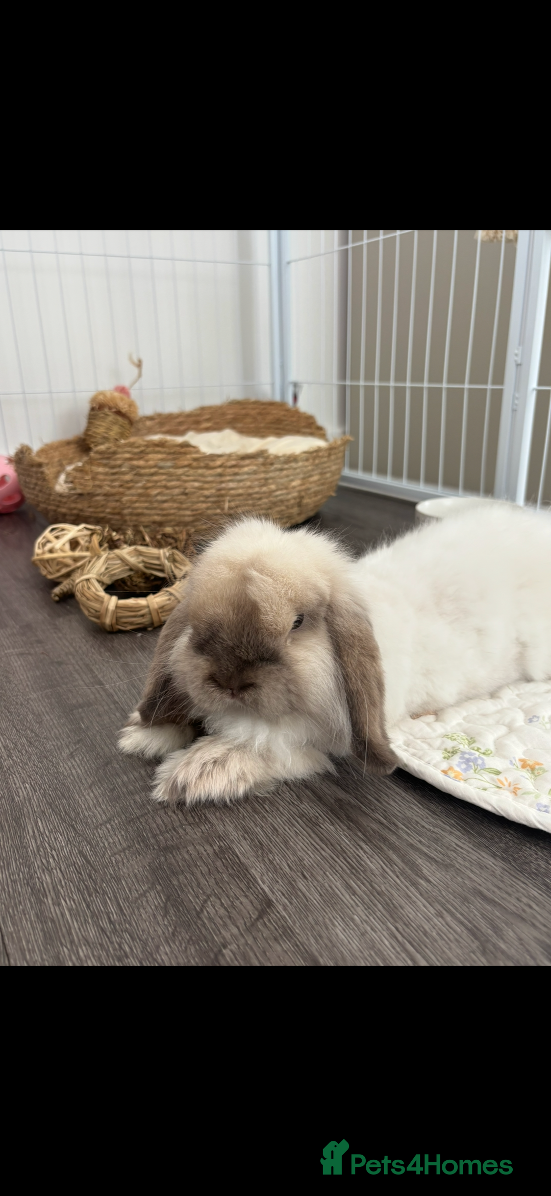 Mini Lop rabbits for sale: Mini lop buck for rehoming  - Image 3
