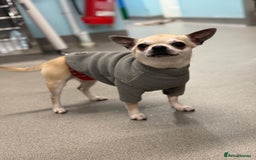 Chihuahua dogs for stud: KC Registered & Health Tested Chihuahua STUD  in Redhill - Image 4