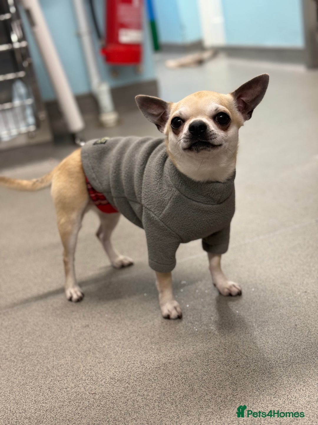 Chihuahua dogs for stud: KC Registered & Health Tested Chihuahua STUD  in Redhill - Image 4