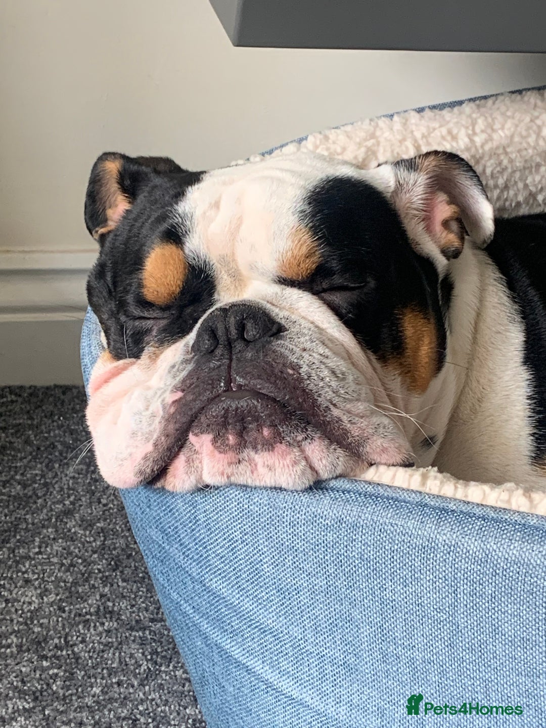 English Bulldog dogs for sale: 5 Year Old Tri Coloured English Bulldog. - Advert 1