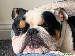 English Bulldog dogs 5 Year Old Tri Coloured English Bulldog. - Advert 11