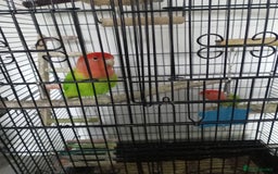 Lovebirds birds for sale: Unsexed pair of love birds  - Image 2