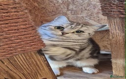 British Shorthair cats for sale: 2 adult British Shorthair girls - Advert 6