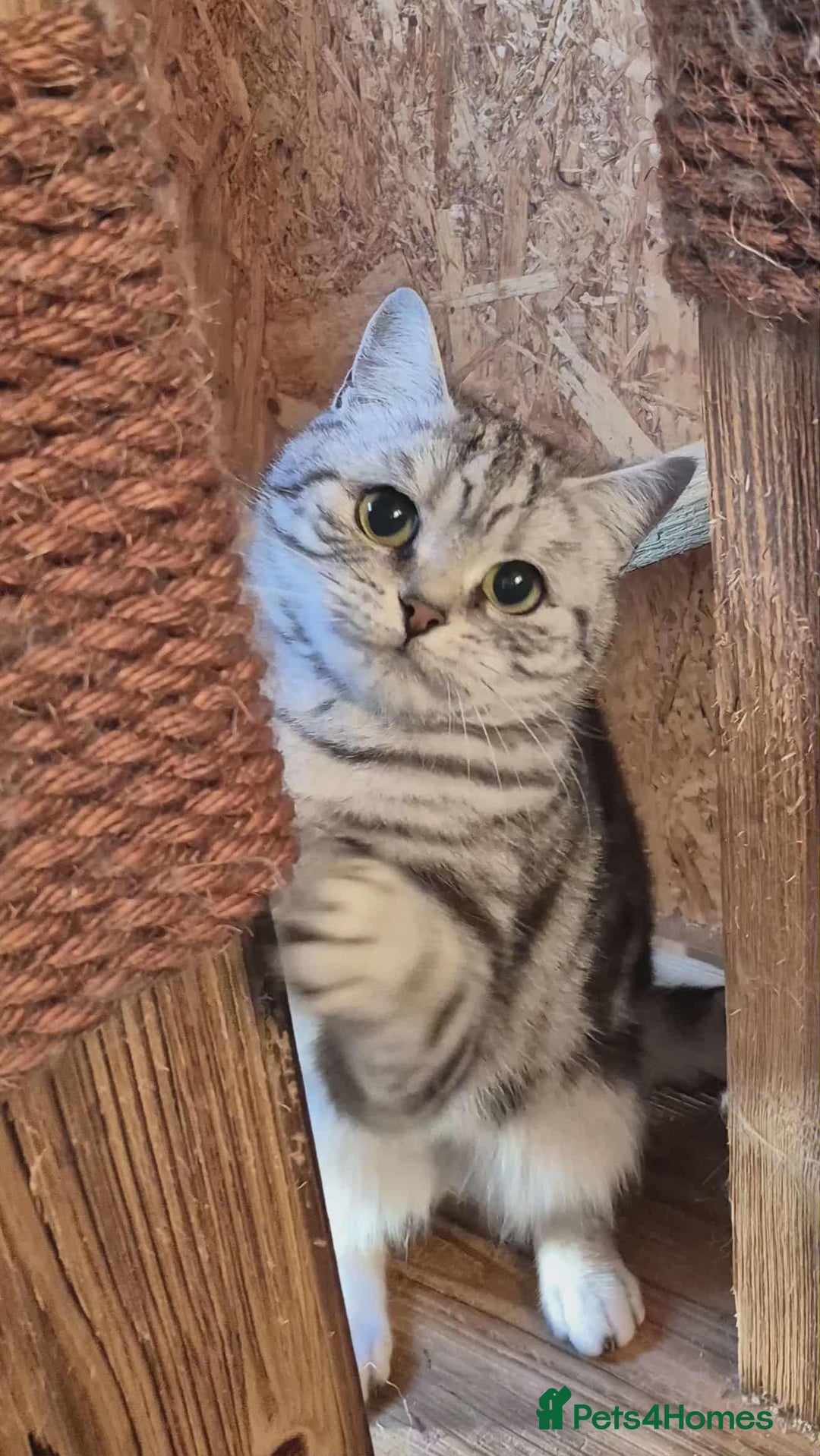 British Shorthair cats for sale: 2 adult British Shorthair girls - Advert 6