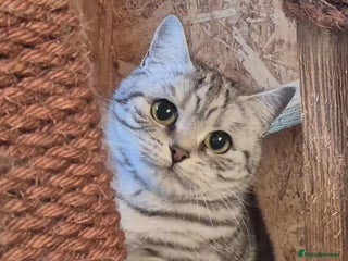 British Shorthair cats 2 adult British Shorthair girls - Advert 16