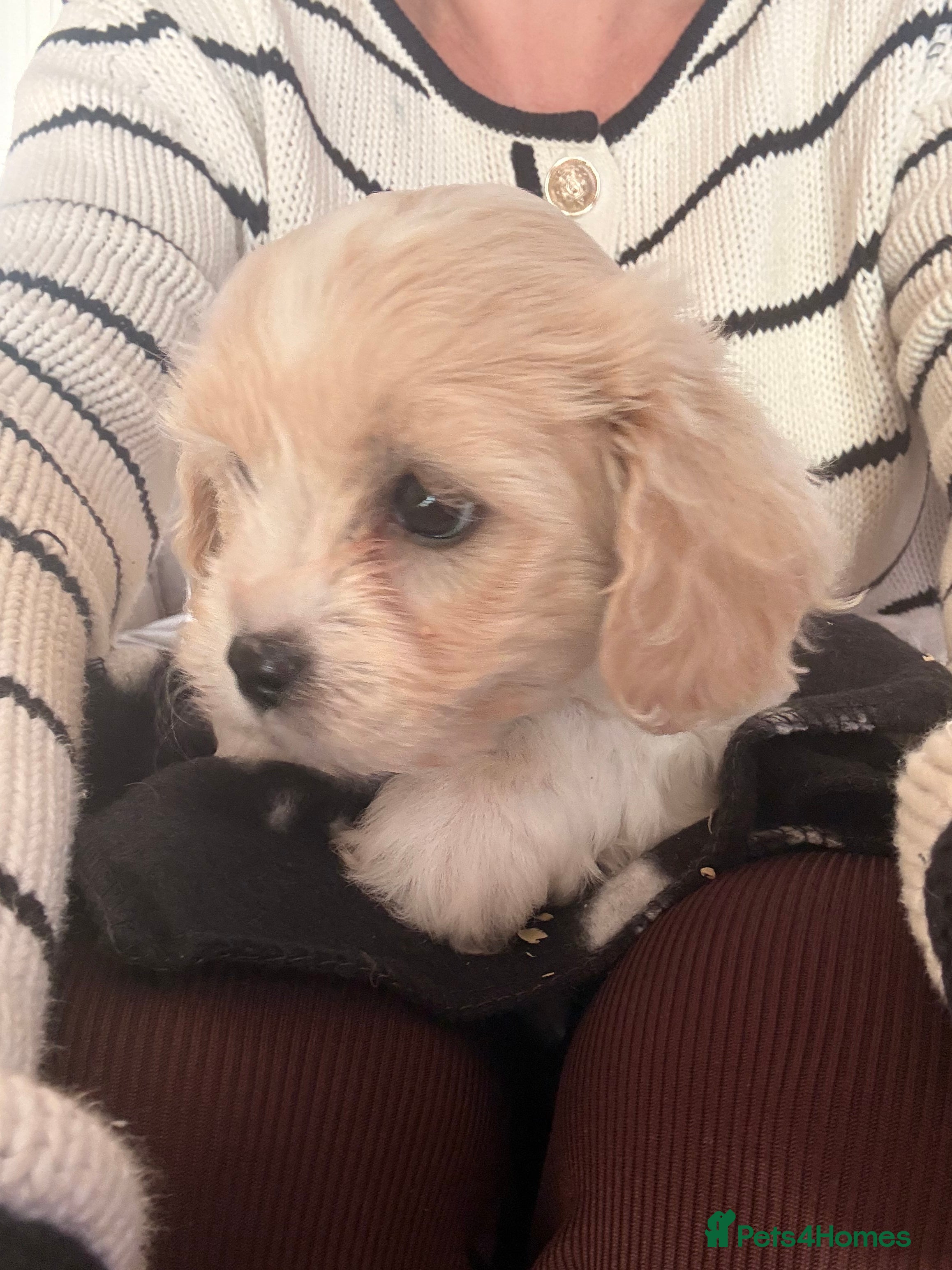 Cavachon dogs Cavachons - Advert 4