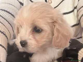 Cavachon dogs Cavachons - Advert 4