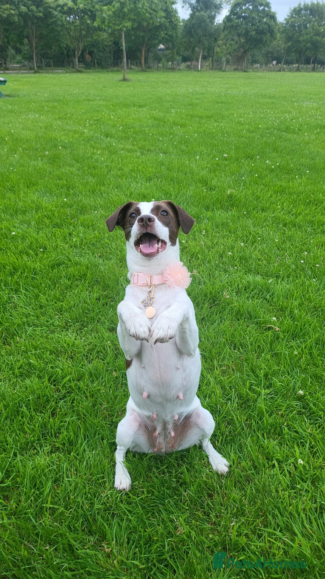 Mixed Breed dogs for sale: king charles cavalier x springer spaniel in Turriff - Advert 5