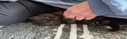 Mixed Breed cats for sale: Beautiful Black Ragdoll x Persian Kitten Ready Now in Barnsley - Advert 11