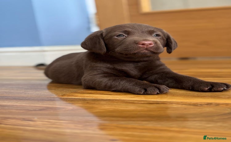 Labrador Retriever dogs - Advert 10