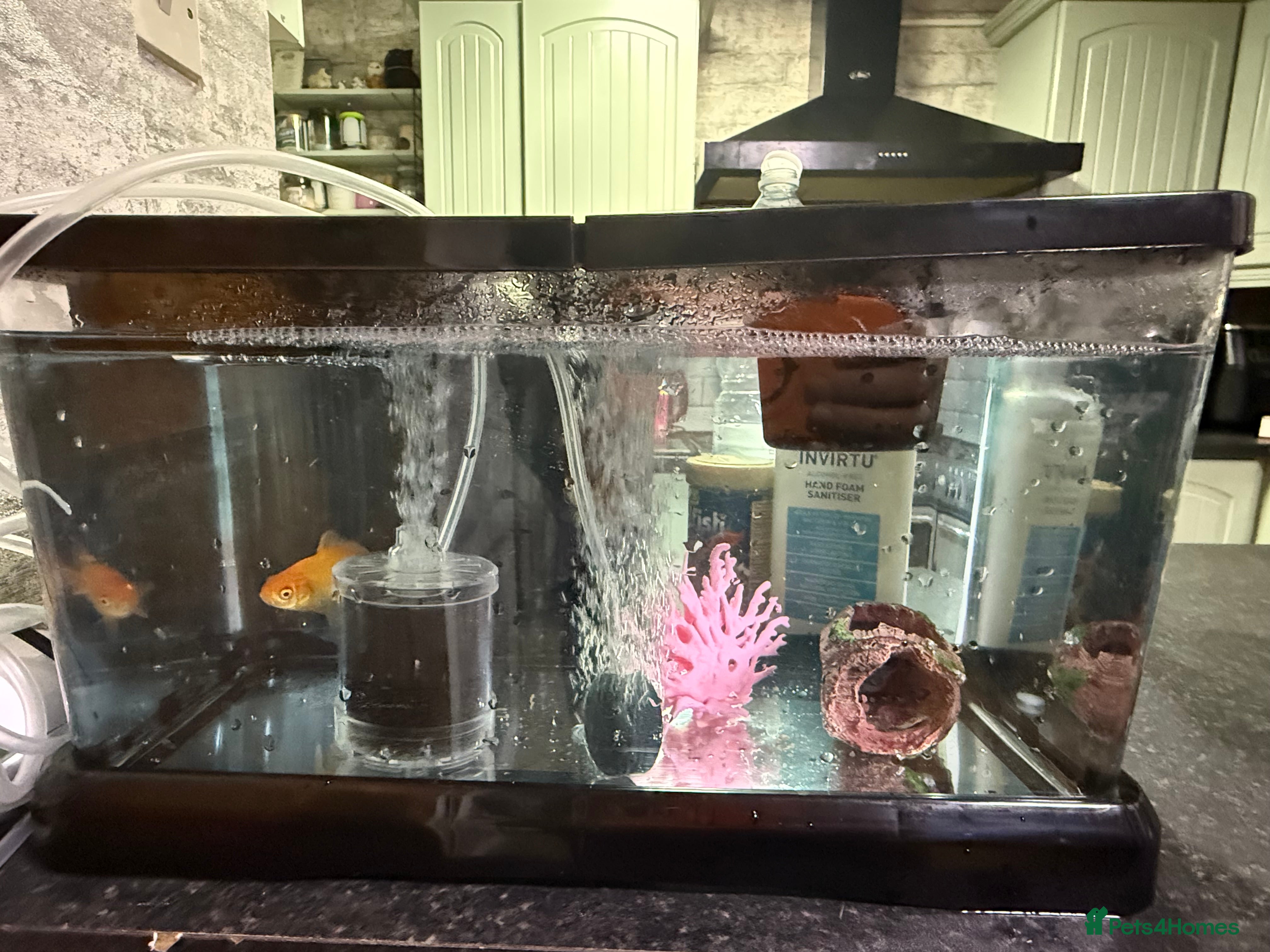 Goldfish fish Goldfish with Complete Tank Setup – Ready to Go - Advert 1