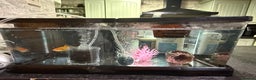 Goldfish fish for sale: Goldfish with Complete Tank Setup – Ready to Go - Advert 1