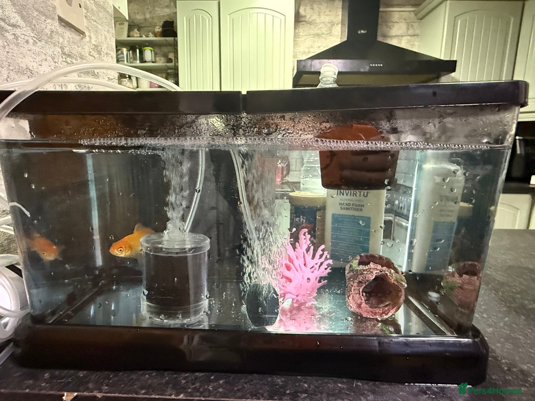 Goldfish fish for sale: Goldfish with Complete Tank Setup – Ready to Go - Advert 1