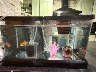 Goldfish fish Goldfish with Complete Tank Setup – Ready to Go - Advert 3