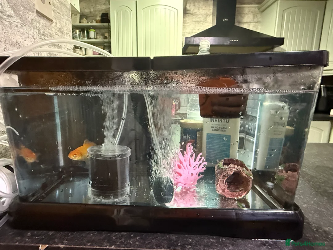 Goldfish fish for sale: Goldfish with Complete Tank Setup – Ready to Go - Advert 1