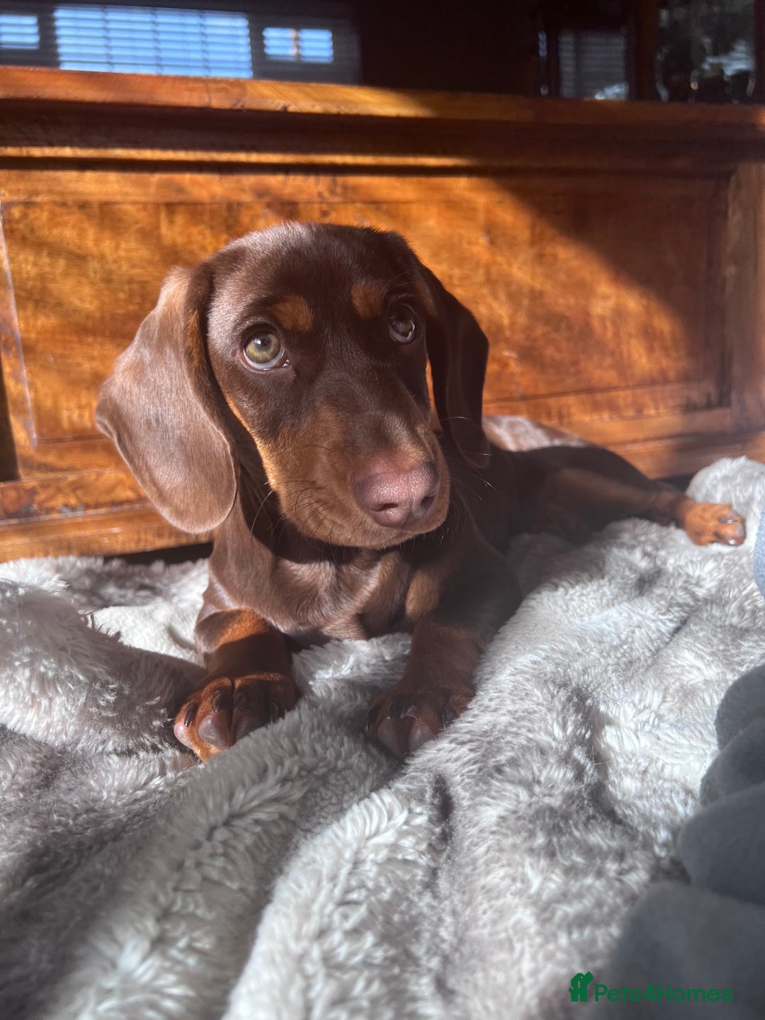 Mixed Breed dogs for stud: Meet Wilbur – Our 1/1 Cocker Spaniel x Dachshund - Image 22