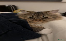 British Longhair cats for sale: Rehoming Purebred British Longhair  - Image 5