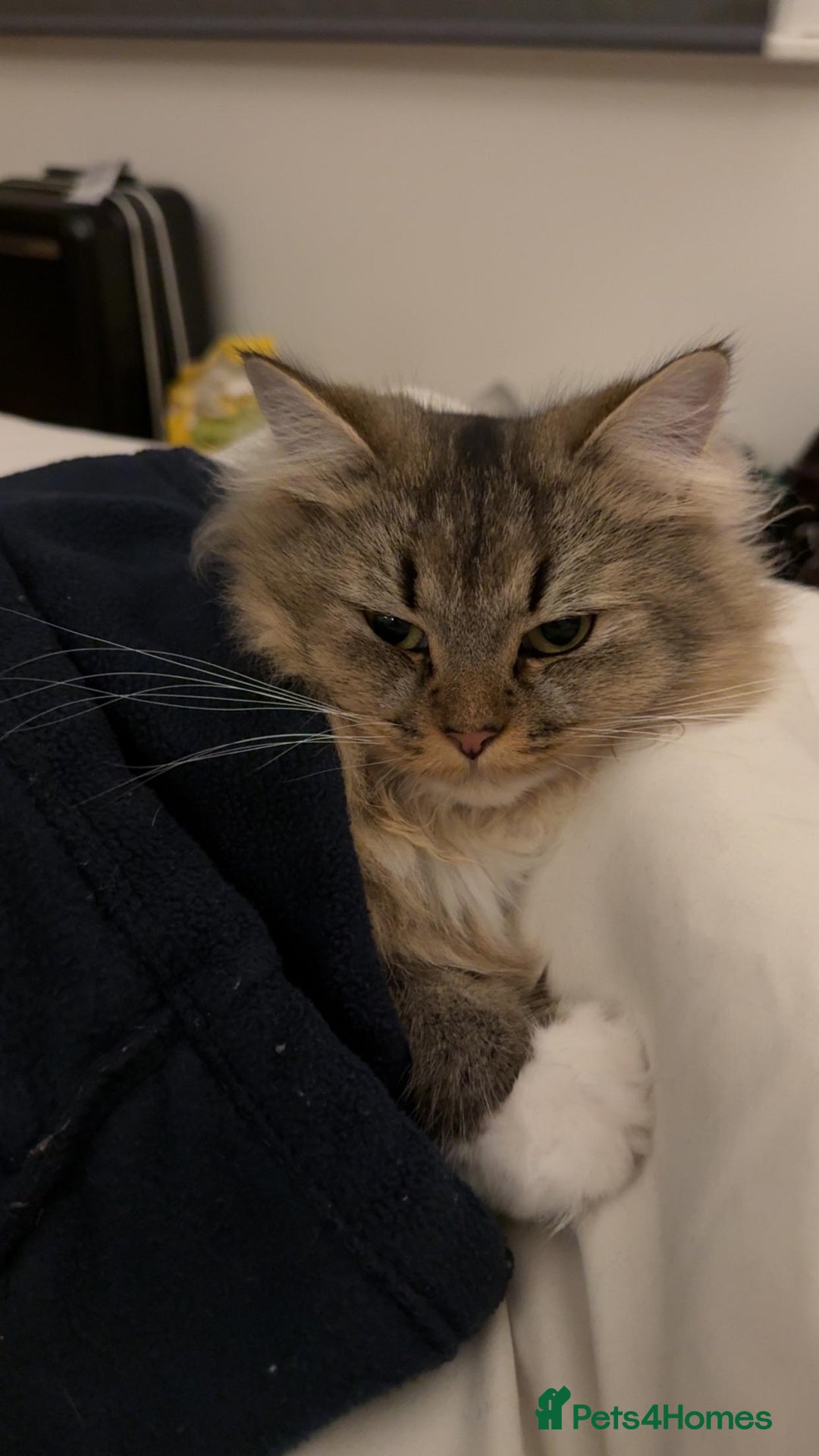 British Longhair cats for sale: Rehoming Purebred British Longhair  - Image 5