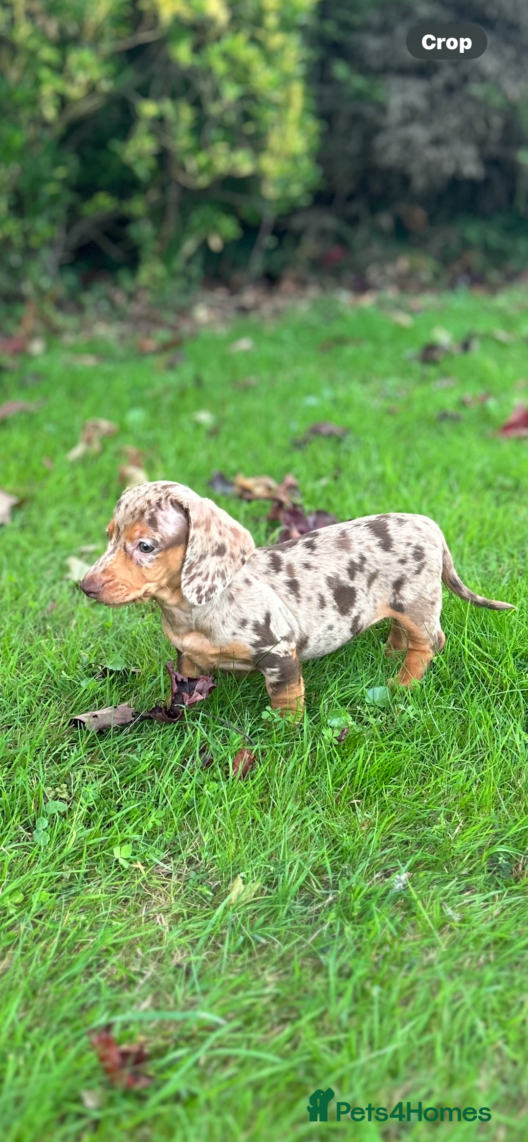 Dachshund dogs for sale: Beautiful Dachshund puppies  - Image 2