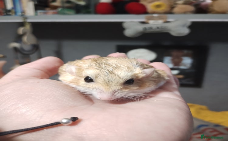 Gerbil rodents - Advert 6
