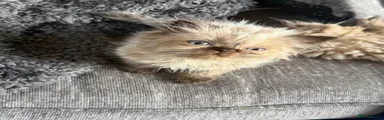 Persian 2