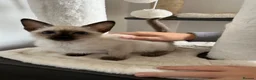Siamese cats for sale: Siamese girls ready soon - Advert 7
