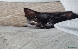 Mixed Breed cats for sale: URGENT FOREVER HOME NEEDED ASAP - Image 8