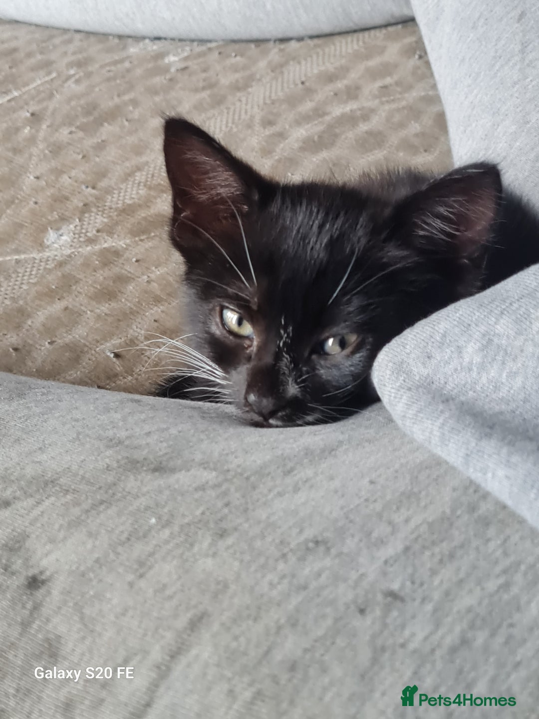 Mixed Breed cats for sale: URGENT FOREVER HOME NEEDED ASAP - Image 8