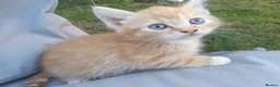 Mixed Breed cats for sale: Mixed breed kittens in Bristol - Advert 3