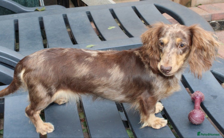 Miniature Dachshund dogs - Advert 3