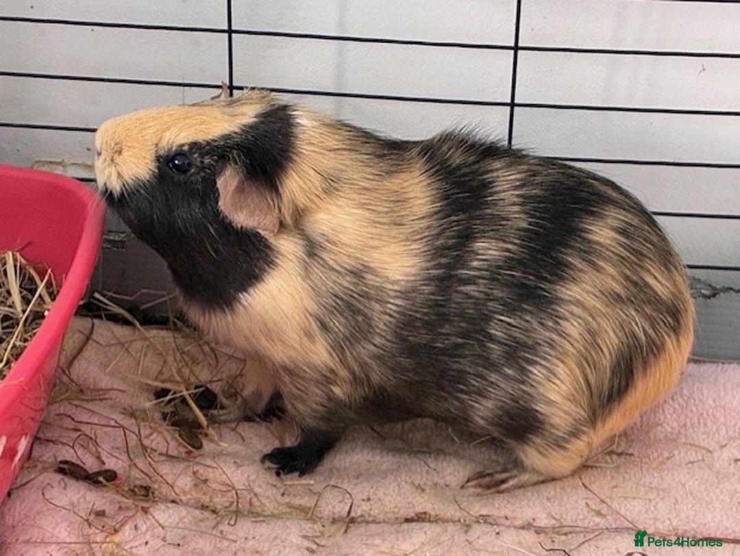 Guinea Pig rodents for sale: 4 Guinea Pigs - Advert 5