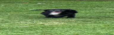 Sprocker 1
