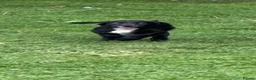 Sprocker dogs for sale: Two Black Sprockers - Advert 3