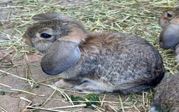Mini Lop rabbits for sale: 4 x Beautiful Mini Lops for sale - Image 6