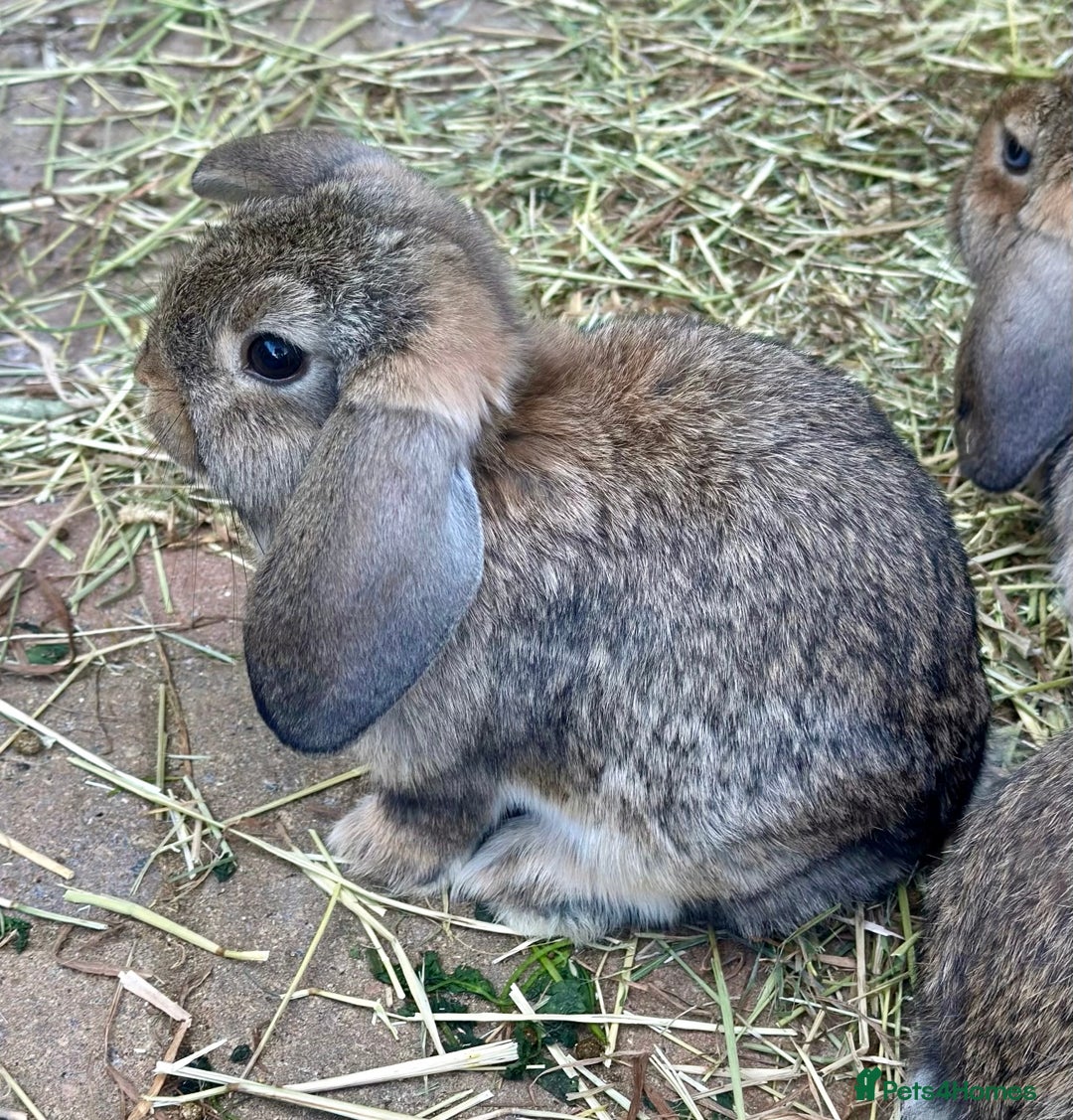 Mini Lop rabbits for sale: 4 x Beautiful Mini Lops for sale - Image 6