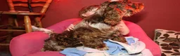 Cocker Spaniel dogs for sale: Extensively Health Tested, Top Quality pedigree  - Advert 16
