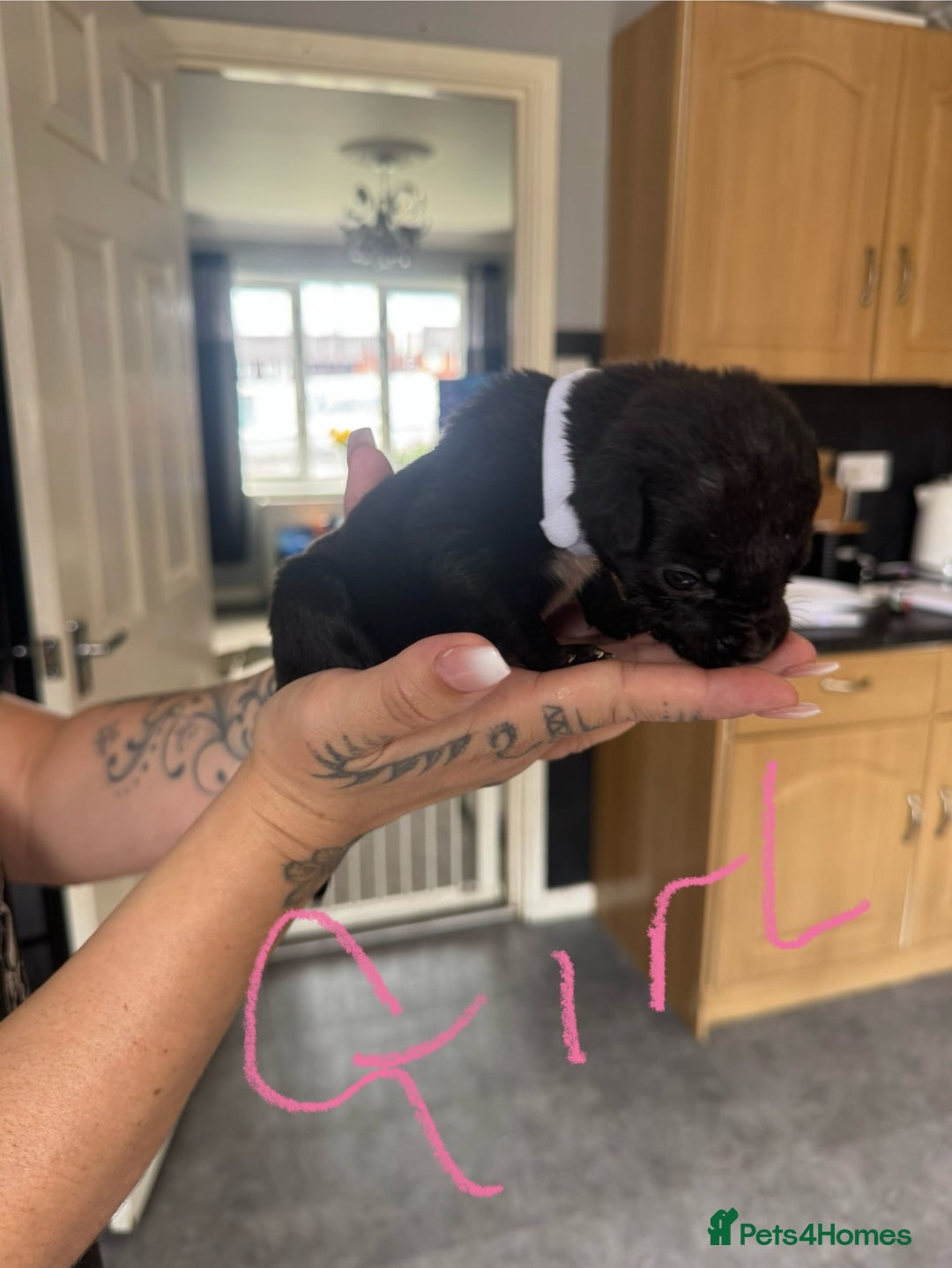 Mixed Breed dogs for sale: Cane Corso x American Bulldog puppies  - Image 9